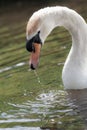 Mute swan. Beautiful majestic bird. Serene nature image.