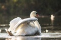 Mute Swan