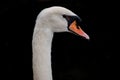 Mute Swan bird head and neck close up with black background Royalty Free Stock Photo