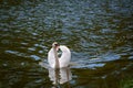 Mute swan bird in lake Royalty Free Stock Photo