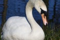Mute swan blue water background Royalty Free Stock Photo