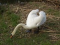 Mute swan builds a nest of reeds