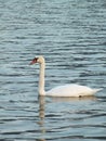 Mute swan on the calm water