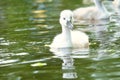 Mute swan chicks. Cute baby animal on the water. Fluffy grey and white plumage Royalty Free Stock Photo