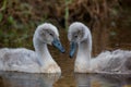 Mute swan chicks