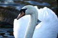 Mute swan close up Royalty Free Stock Photo