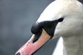 Mute swan close up Royalty Free Stock Photo