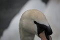 Mute swan close up Royalty Free Stock Photo