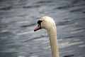 Mute swan close up Royalty Free Stock Photo