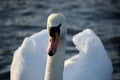 Mute swan close up Royalty Free Stock Photo