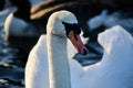 Mute swan close up Royalty Free Stock Photo