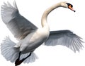 Mute Swan, Close-up colored-pencil sketch of a Mute Swan, Cygnus olor. AI-Generated.