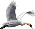 Mute Swan, Close-up colored-pencil sketch of a Mute Swan, Cygnus olor. AI-Generated.