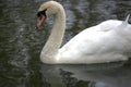 Mute swan close up Royalty Free Stock Photo