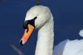 Mute swan close-up with water droplets on head and neck Royalty Free Stock Photo