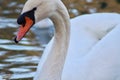 A mute swan in closeup profile Royalty Free Stock Photo