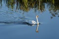 Mute swan cob Royalty Free Stock Photo