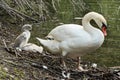 Mute swan collecting branches for the cygnets nest Royalty Free Stock Photo