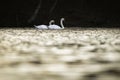 A mute swan couple wading in the golden water of mystic river