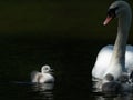 Mute swan and crying cygnet on a sunny day in spring Royalty Free Stock Photo