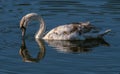 MUte Swan cygnet admiring it`s reflection in a river