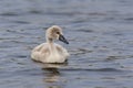 Mute Swan cygnet Royalty Free Stock Photo