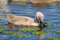 Mute Swan Cygnet in Danube Delta Royalty Free Stock Photo