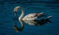 Single Mute Swan cygnet admitiring it`s opwn reflection