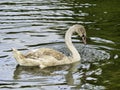 Mute Swan Cygnet on a River Chard Somerset Royalty Free Stock Photo