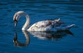 Mute Swan cygnet looking at it`s reflection