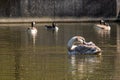 Mute swan cygnet preening feathers in Canada Geese in the background Royalty Free Stock Photo