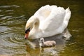 A mute swan and cygnet in St James`s Park, Central London Royalty Free Stock Photo