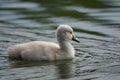 A Mute Swan cygnet swimming on a pond