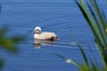 Mute Swan Cygnet Swims  700932 Royalty Free Stock Photo