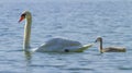 Mute swan and cygnet on the water on lake Leman, Geneva, Switzerland