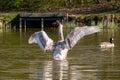 Juvenile mute swan and Canada Geese preening feathers