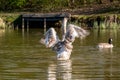 Juvenile mute swan and Canada Geese preening feathers