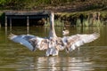 Juvenile mute swan and Canada Geese preening feathers