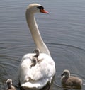 Mute Swan and Cygnets Royalty Free Stock Photo