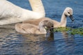 Mute Swan Cygnets closeup in Danube Delta Royalty Free Stock Photo