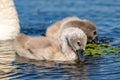 Mute Swan Cygnets closeup in Danube Delta. Swan youngsters, babies Royalty Free Stock Photo