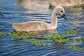 Mute Swan Cygnets closeup in Danube Delta. Swan youngsters, babies Royalty Free Stock Photo