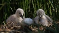 Mute Swan Cygnets And Egg On Nest Royalty Free Stock Photo