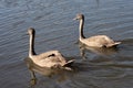 Mute Swan Cygnets illuminated in the sunshine on Hedgecourt Lake Royalty Free Stock Photo