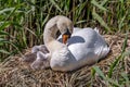 A mute swan and cygnets on a nest in the spring sunshine Royalty Free Stock Photo