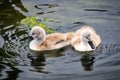 Mute Swan Cygnets Royalty Free Stock Photo