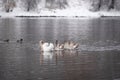 Mute swan with cygnets in the river winter landscape Royalty Free Stock Photo