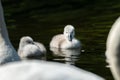 Mute swan cygnets swimming on a sunny day in spring Royalty Free Stock Photo