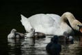 Mute swan cygnets swimming on a sunny day in spring Royalty Free Stock Photo