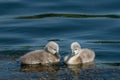 Mute swan cygnets swimming on a sunny day in spring Royalty Free Stock Photo